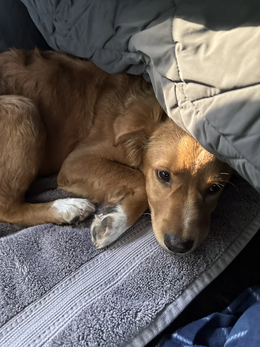 Foto de Donnie con microchip 990000012832734