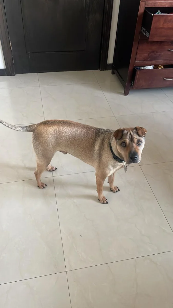Foto de Gastón con microchip 990000012841733