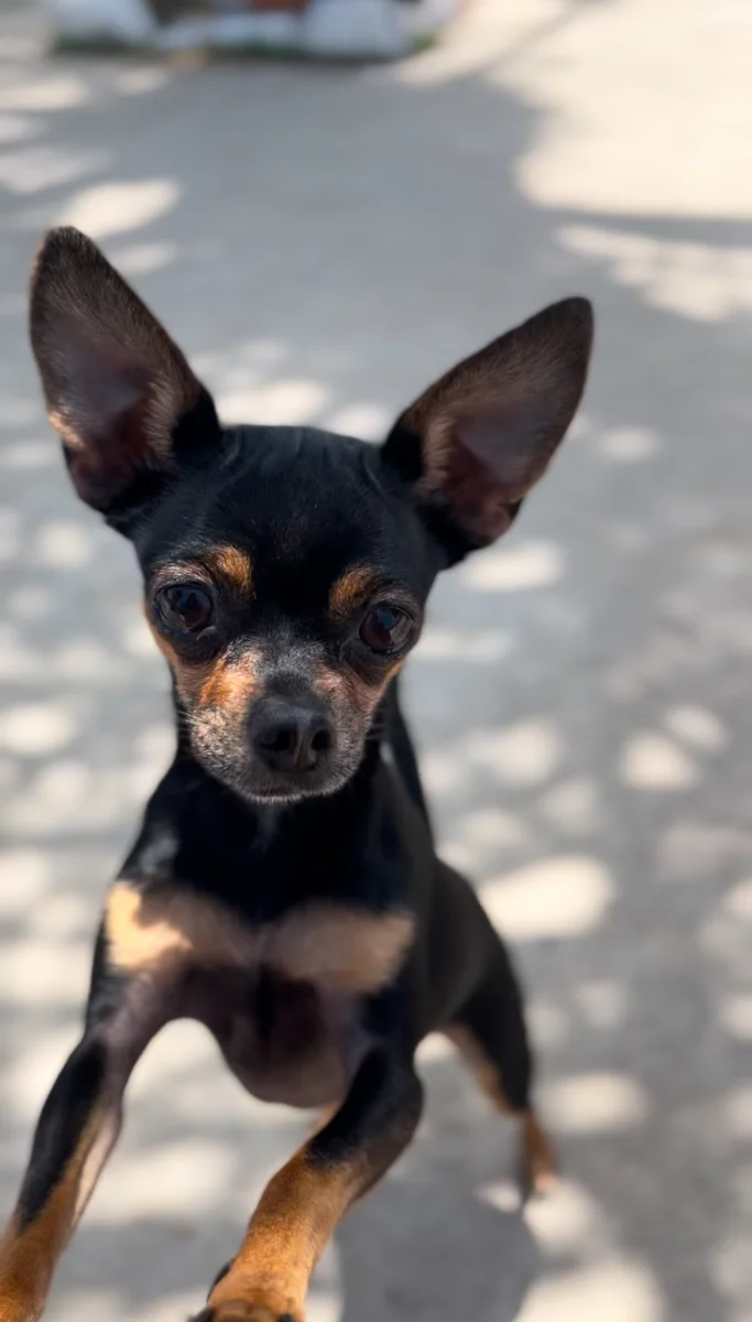Foto de Kassandra con microchip 990000014771764