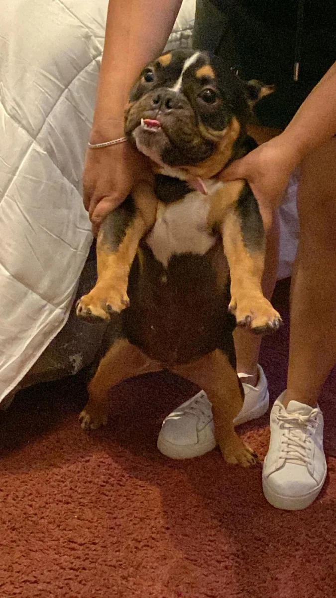 Foto de Nana con microchip 990000012842325