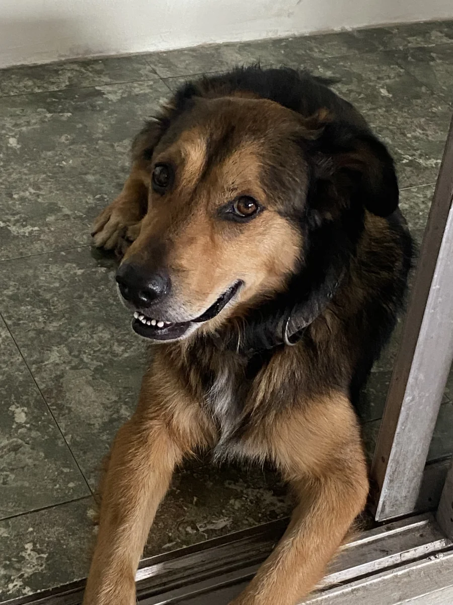 Foto de Osvaldo Ruelas con microchip 990000014779629