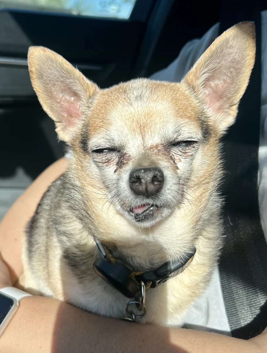 Foto de Taquito con microchip 990000014773298