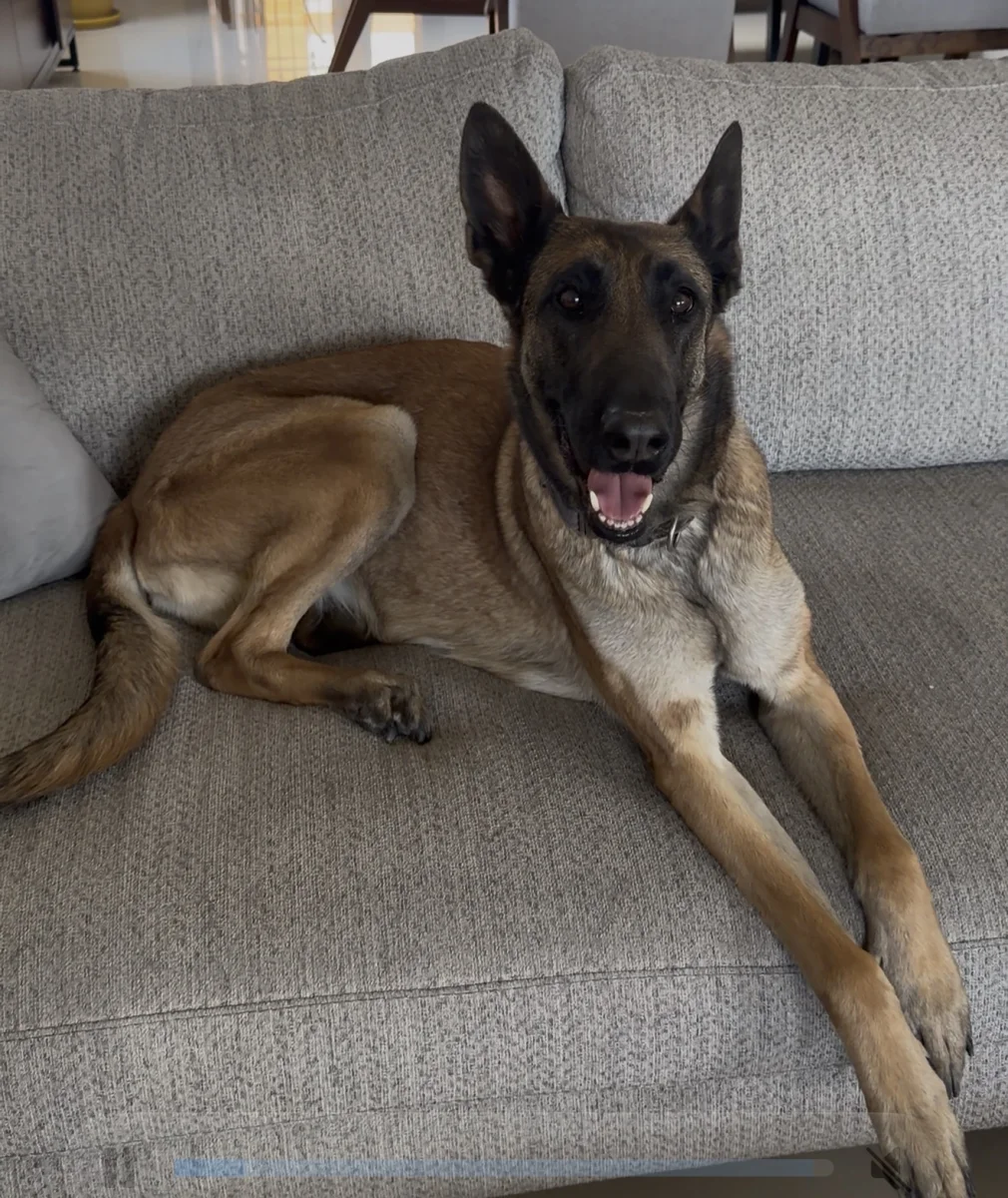 Foto de Bonnie con microchip 990000014777954