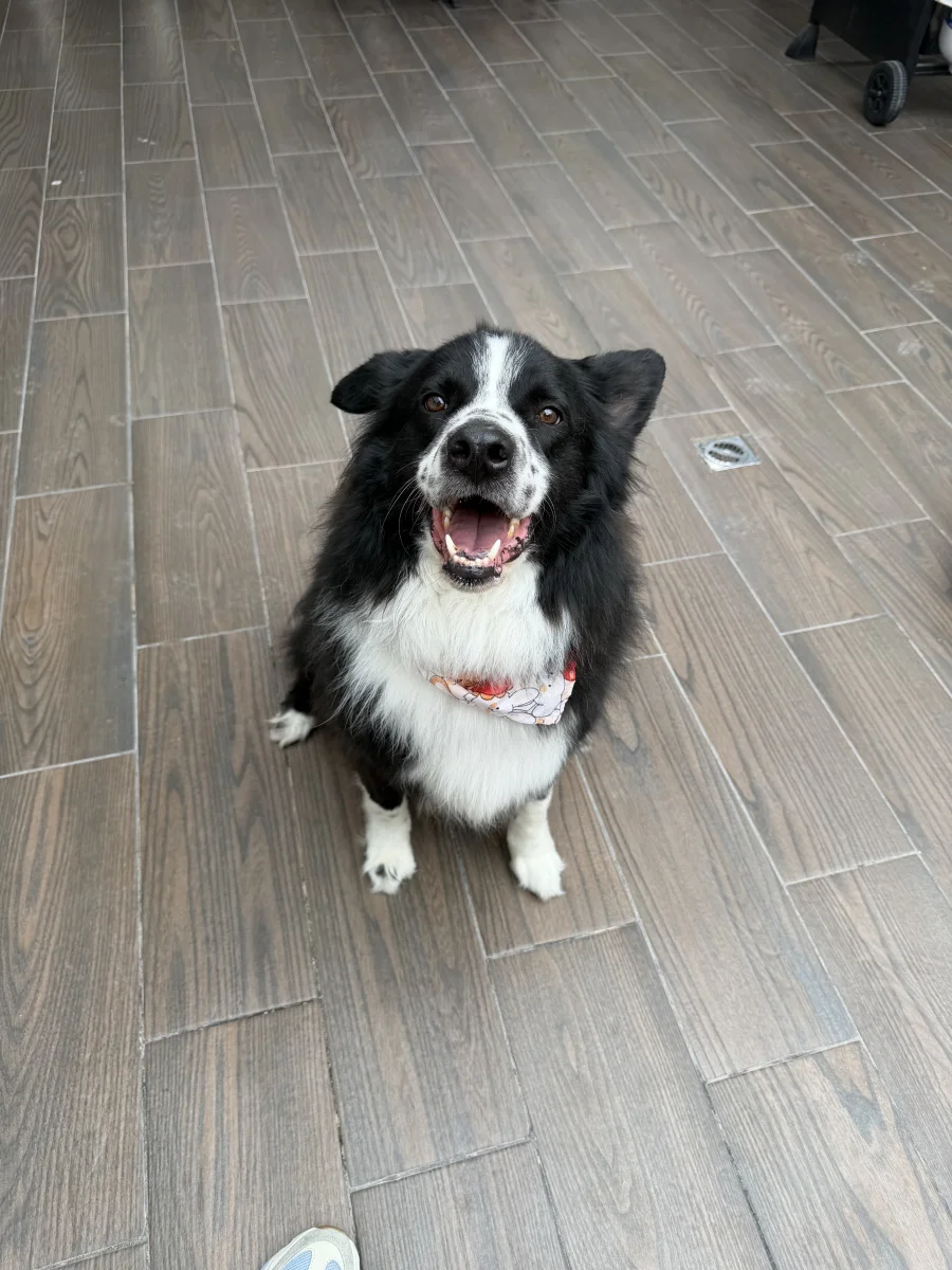 Foto de Bruno con microchip 990000014774560