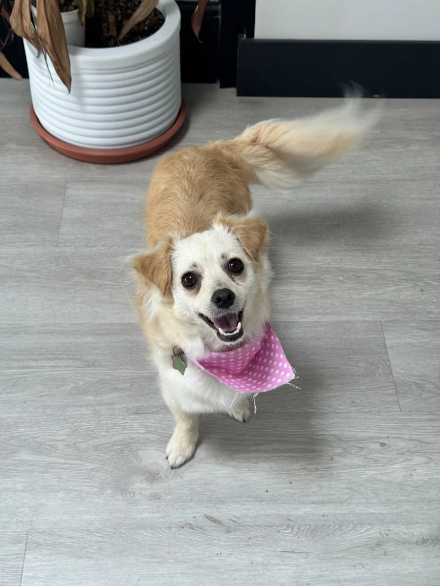 Foto de Aly con microchip 990000012843523