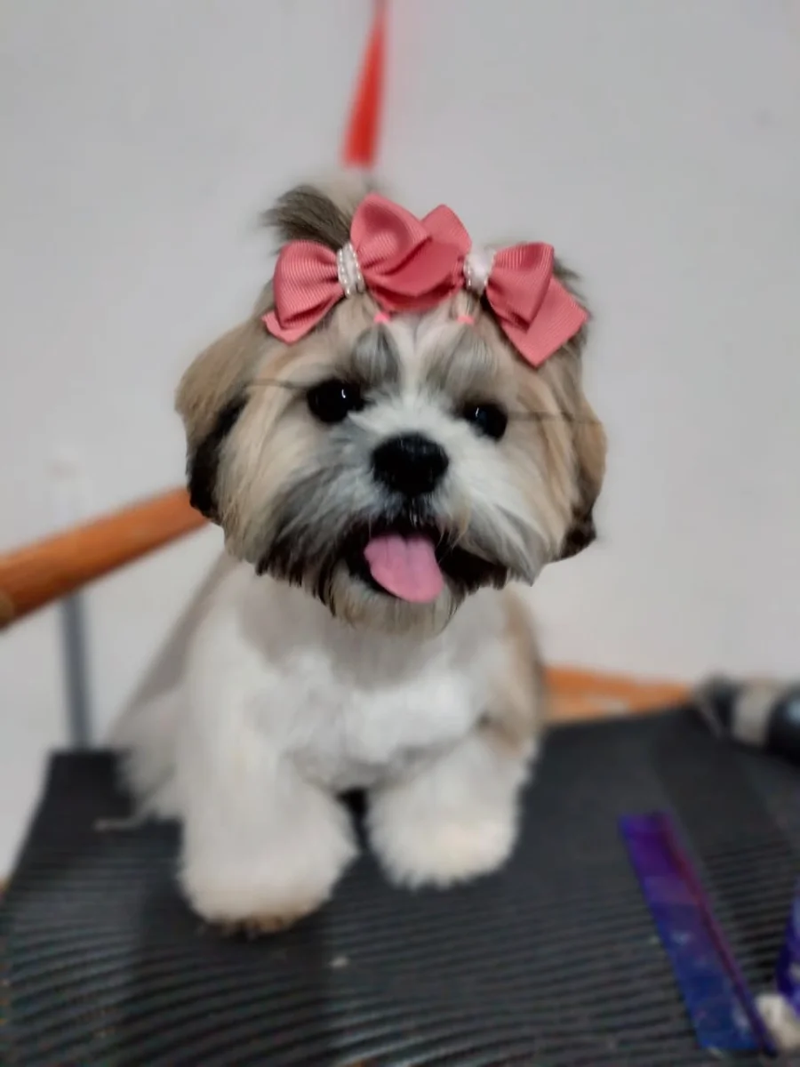 Foto de Nala princess con microchip 990000014778372
