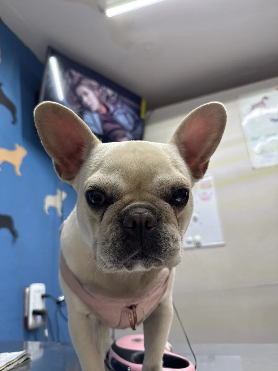 Foto de Dorotea Arango con microchip 990000012835352