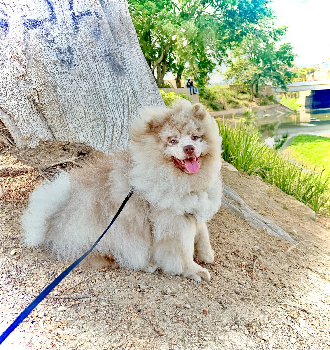 Foto de Tommy 💙 con microchip 990000012849363