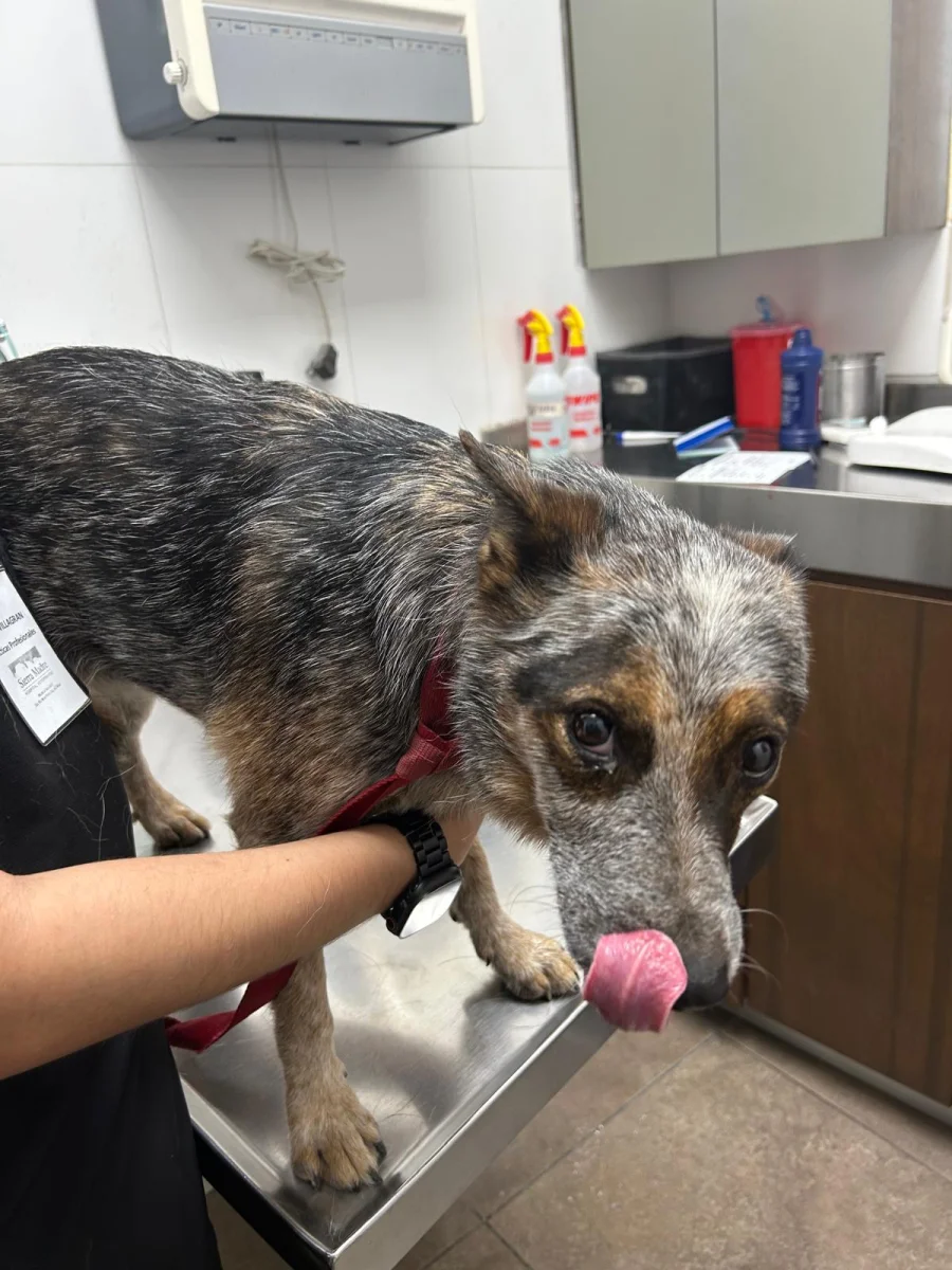 Foto de Cedar con microchip 990000014778033
