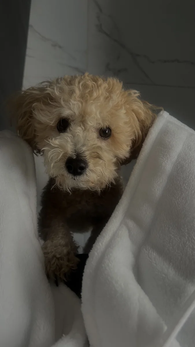Foto de Mia con microchip 990000012836276