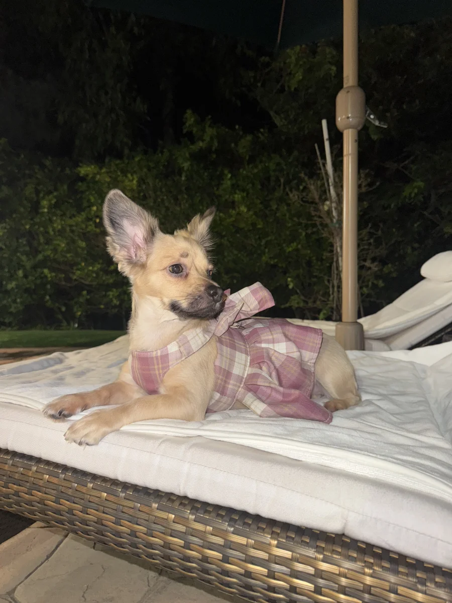 Foto de Nala Canela con microchip 990000014342068