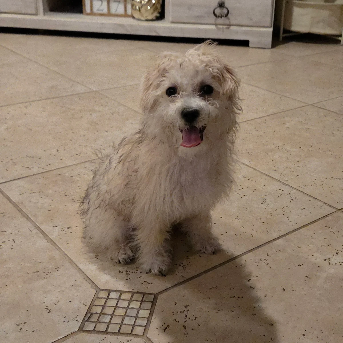 Foto de Nala Orellana con microchip 990000014776891