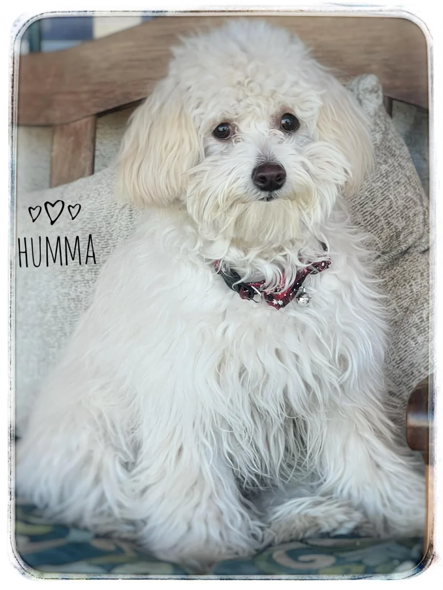 Foto de HUMMA con microchip 990000012842865
