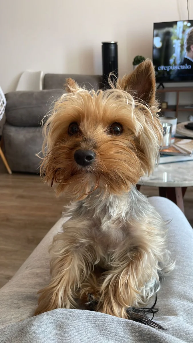 Foto de DOLCE con microchip 990000014782569