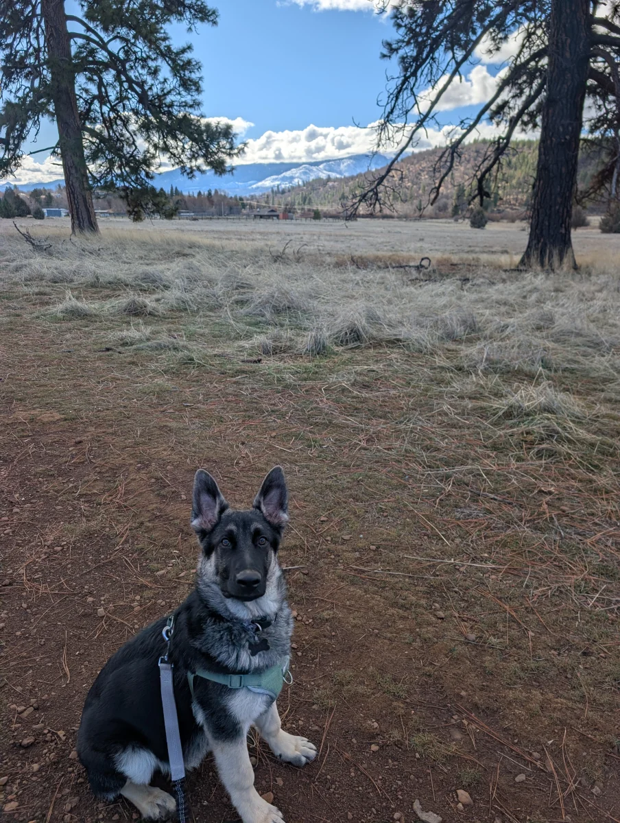 Foto de Max con microchip 990000014779521