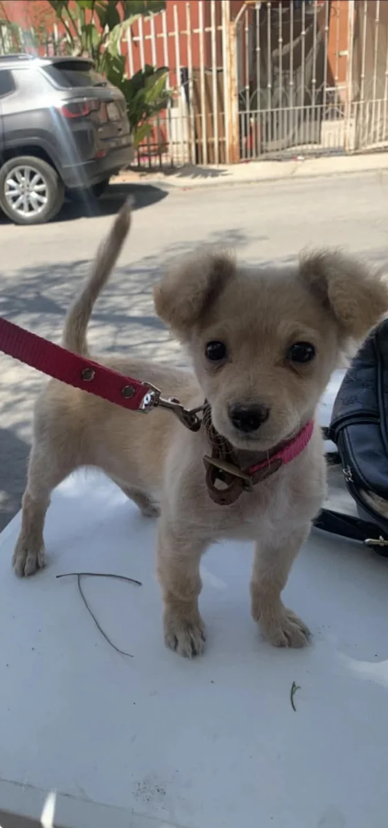 Foto de Osita con microchip 990000012836631