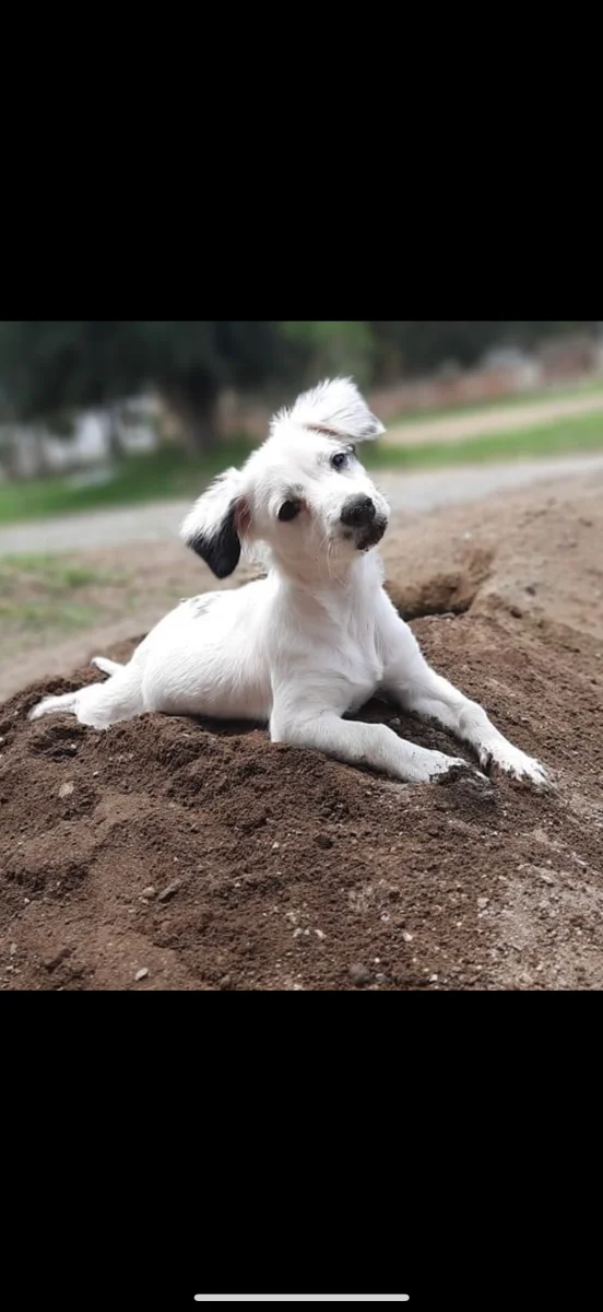 Mascota