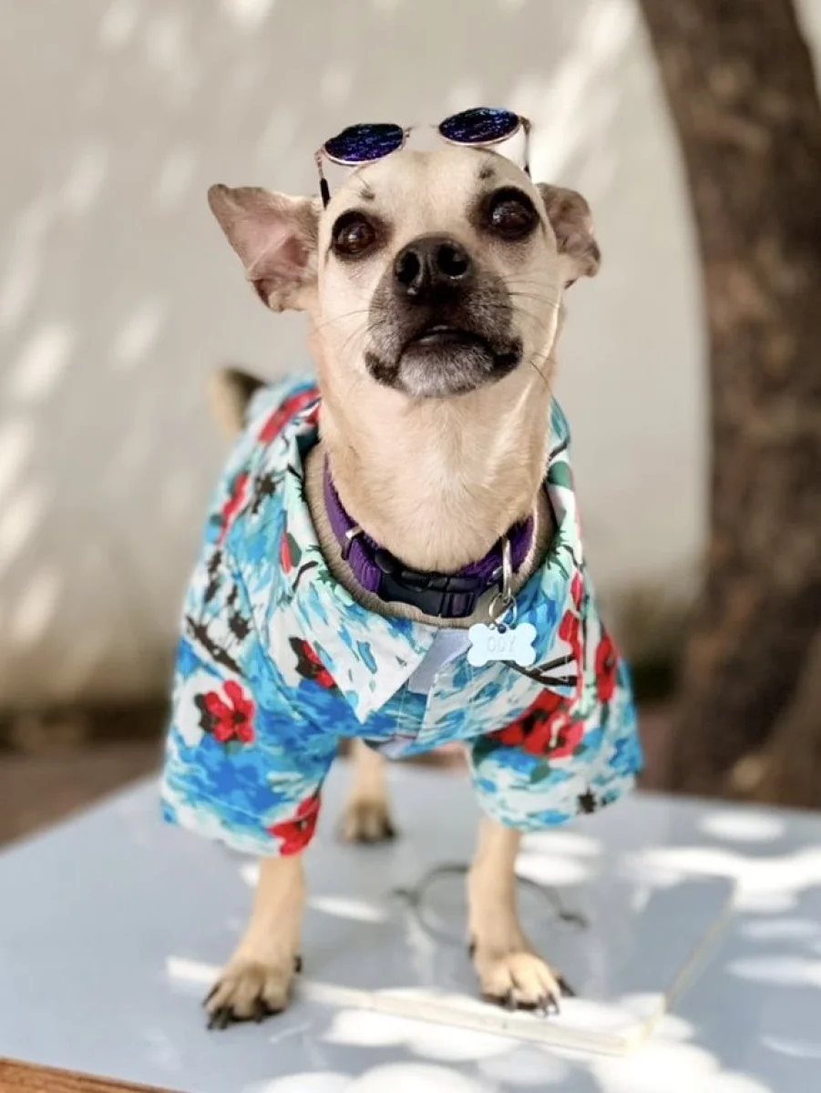 Foto de Ody con microchip 990000014778761