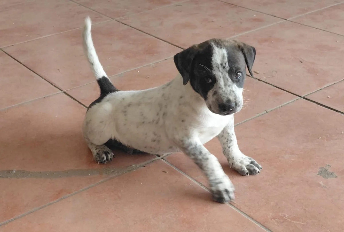 Foto de Milo con microchip 990000014775103