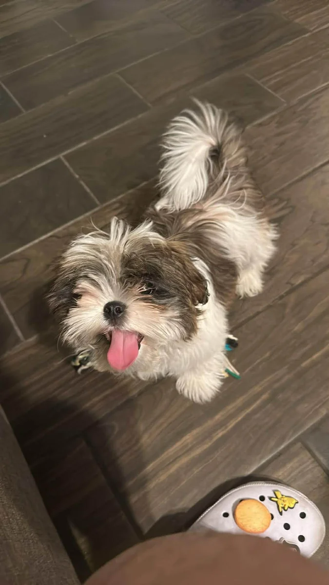 Foto de Canelo con microchip 990000014781255