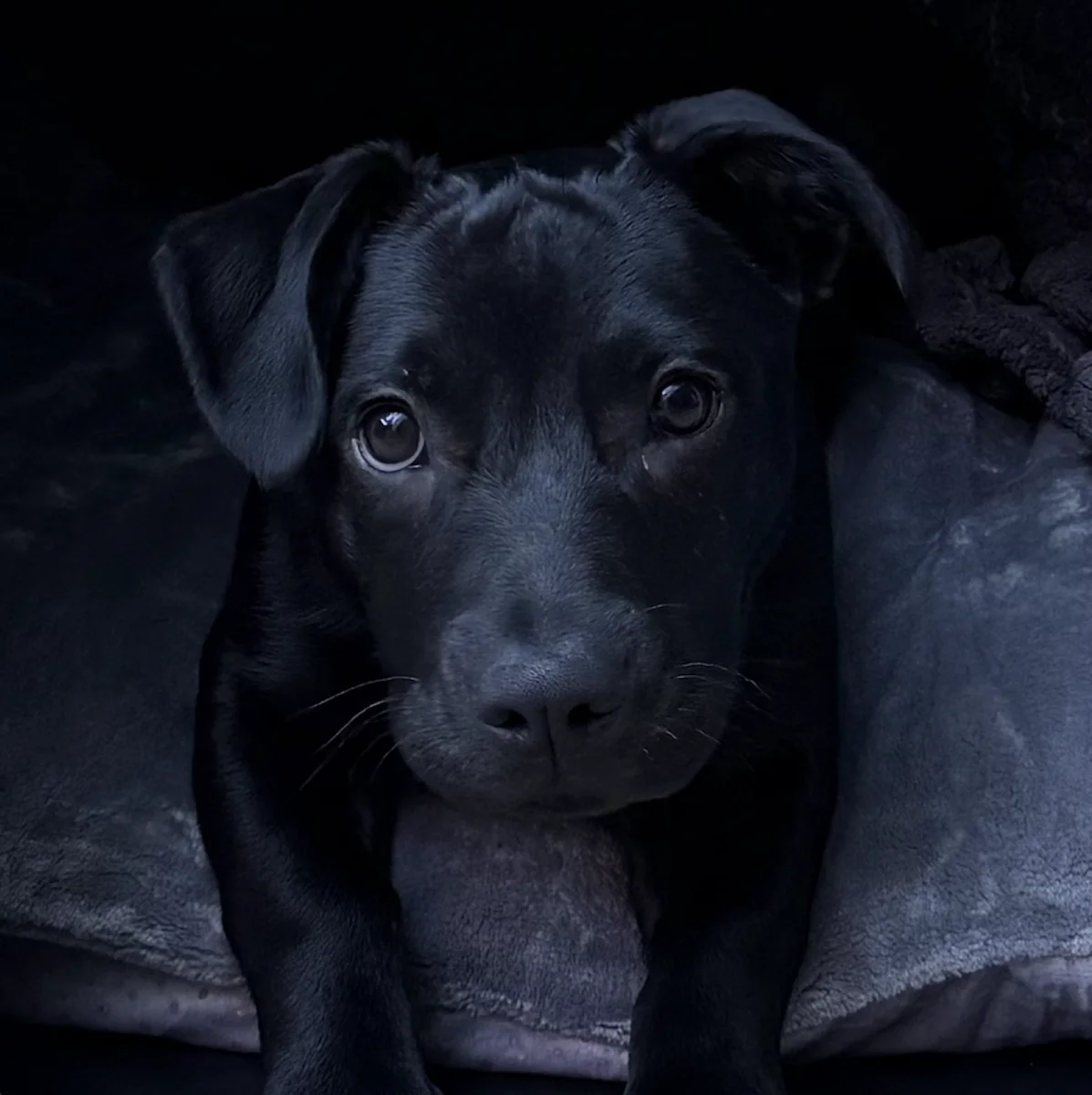 Foto de Luna con microchip 990000014774181