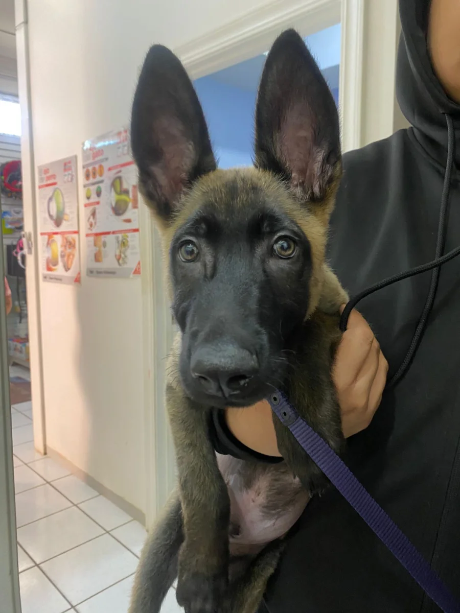 Foto de RAYO con microchip 990000014537851