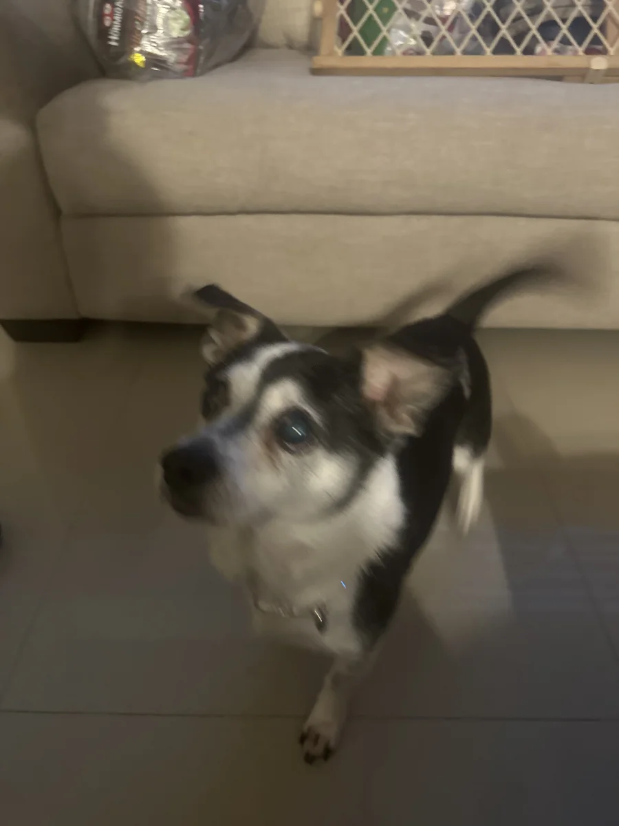 Foto de Preciosa con microchip 990000014778027