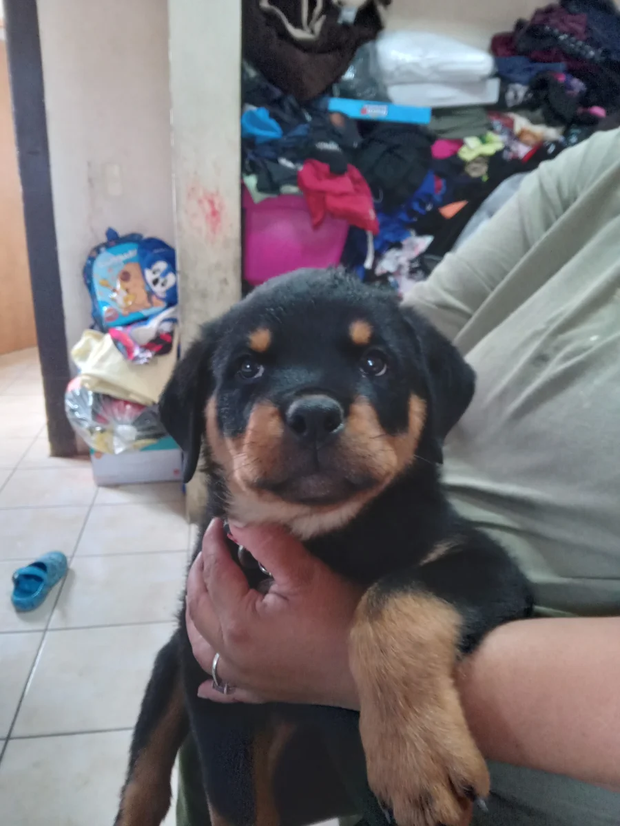 Foto de Fresita con microchip 990000012841571