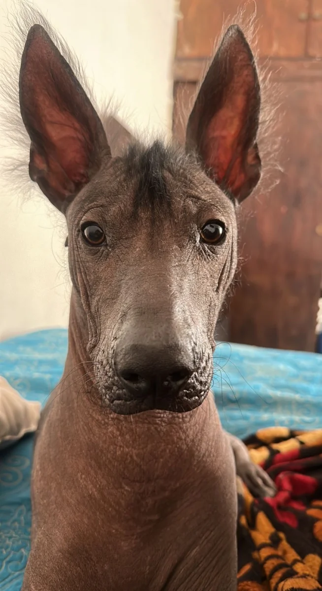 Foto de Balam con microchip 990000012842118