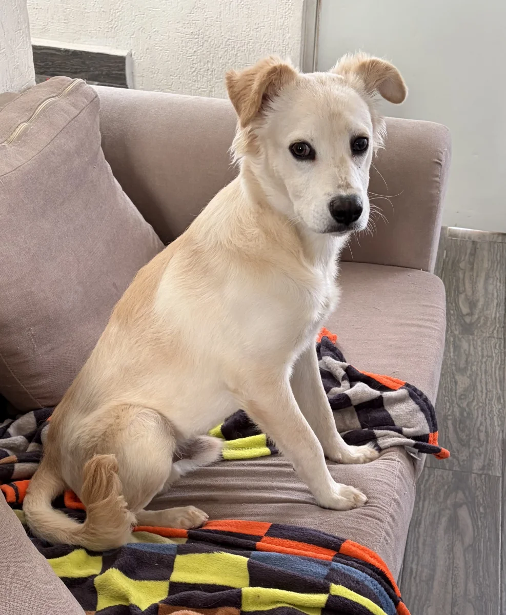 Foto de Juan Carlos con microchip 990000014776311