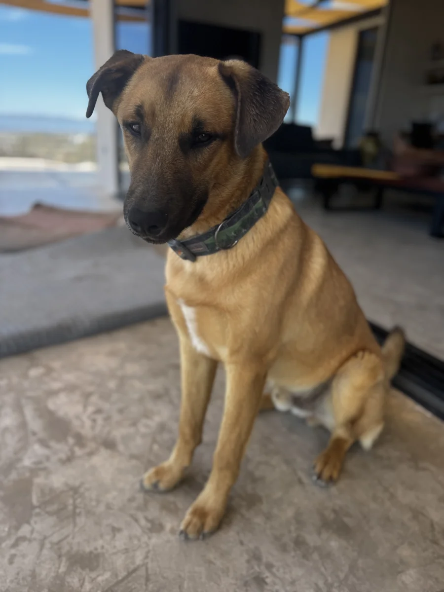 Foto de Ollie con microchip 990000012840074