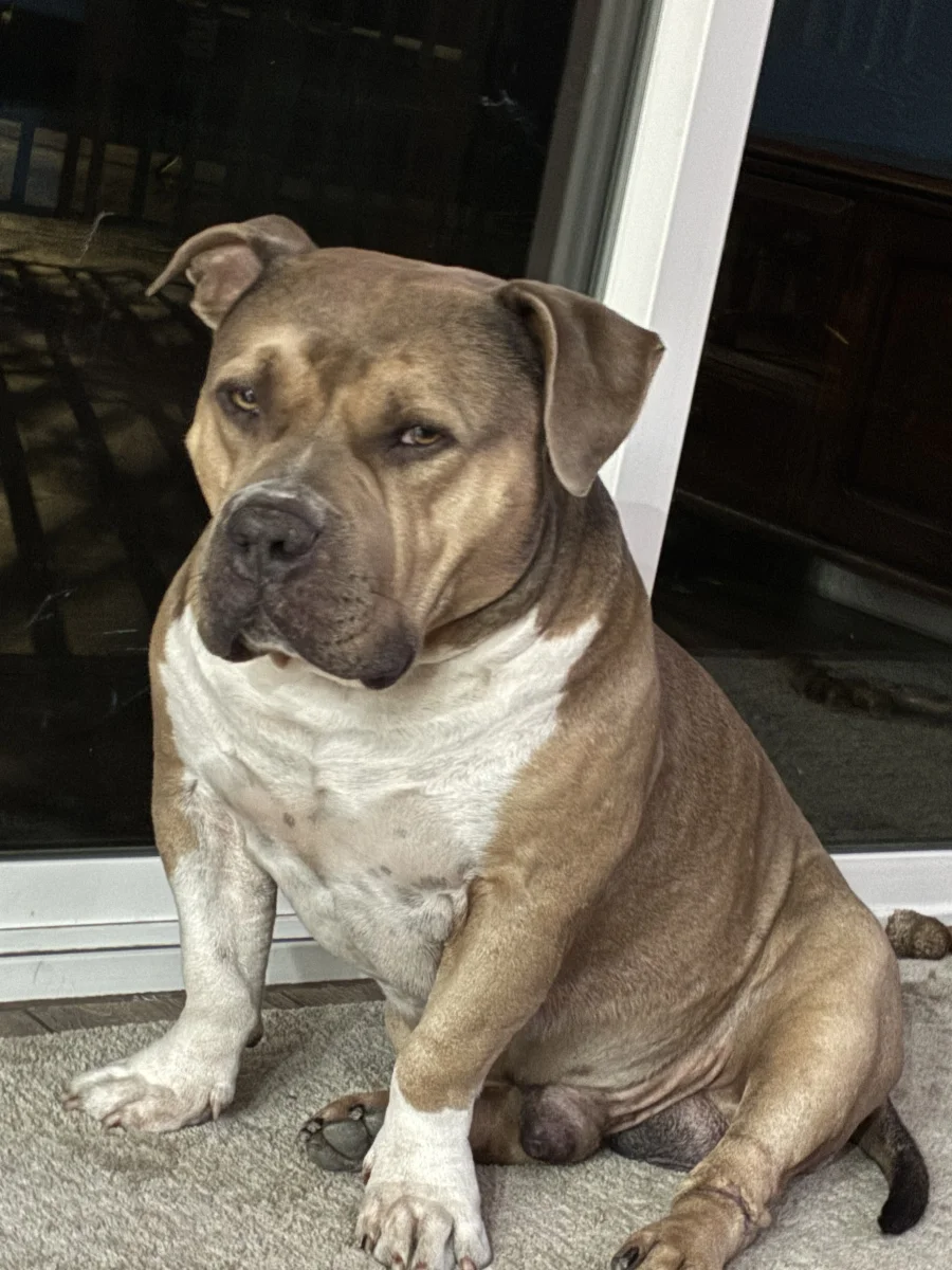 Foto de Tonka con microchip 990000014781866
