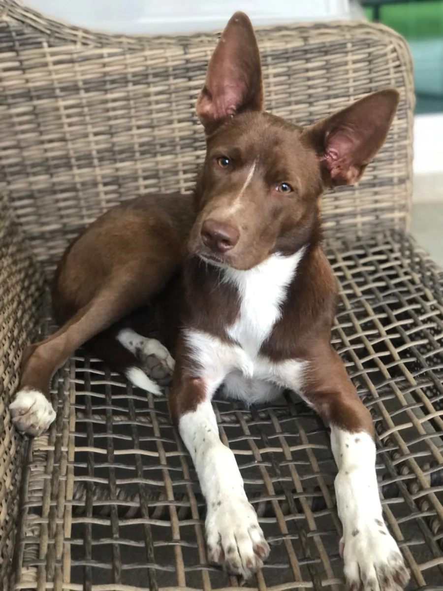 Foto de Canela con microchip 990000014779159