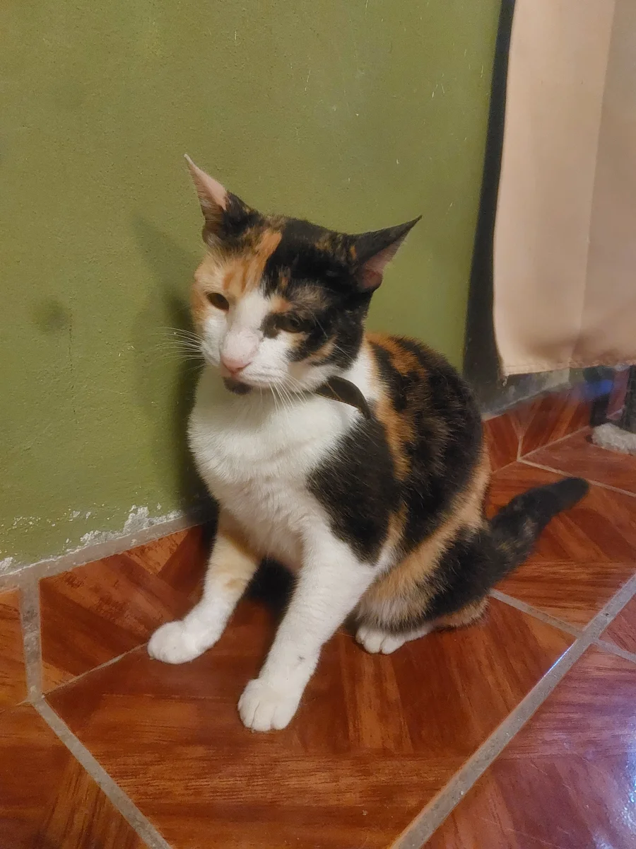 Foto de Chaya con microchip 990000012839475