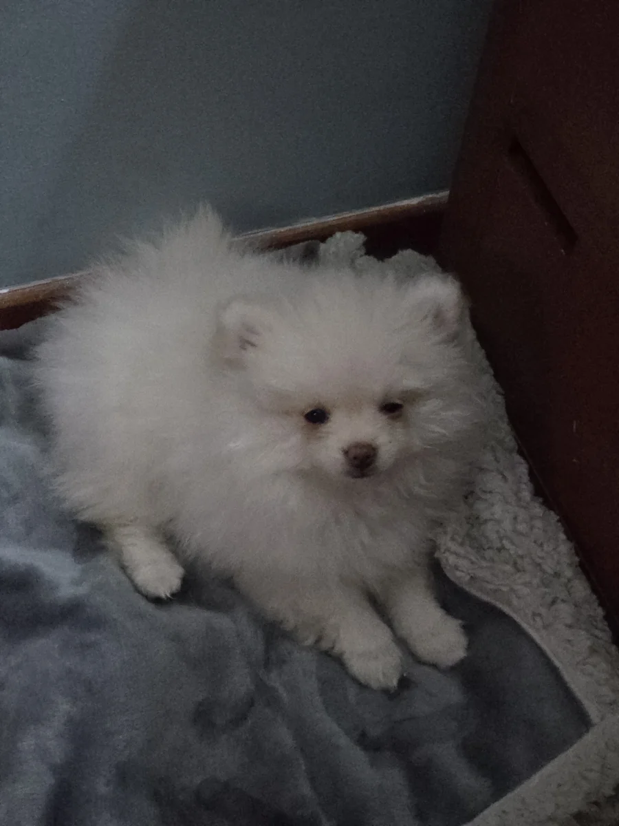 Foto de Pookie con microchip 990000014109747