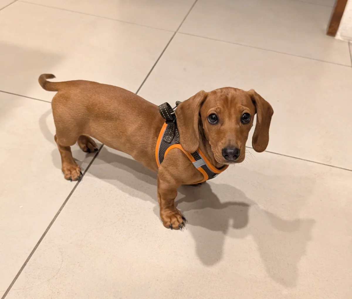 Foto de Asly con microchip 900263005740223