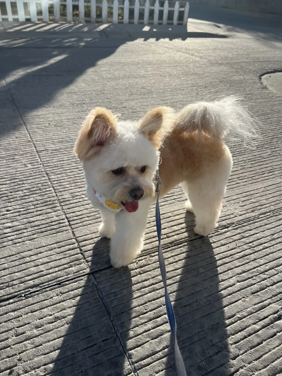 Foto de Bonita con microchip 990000014536146
