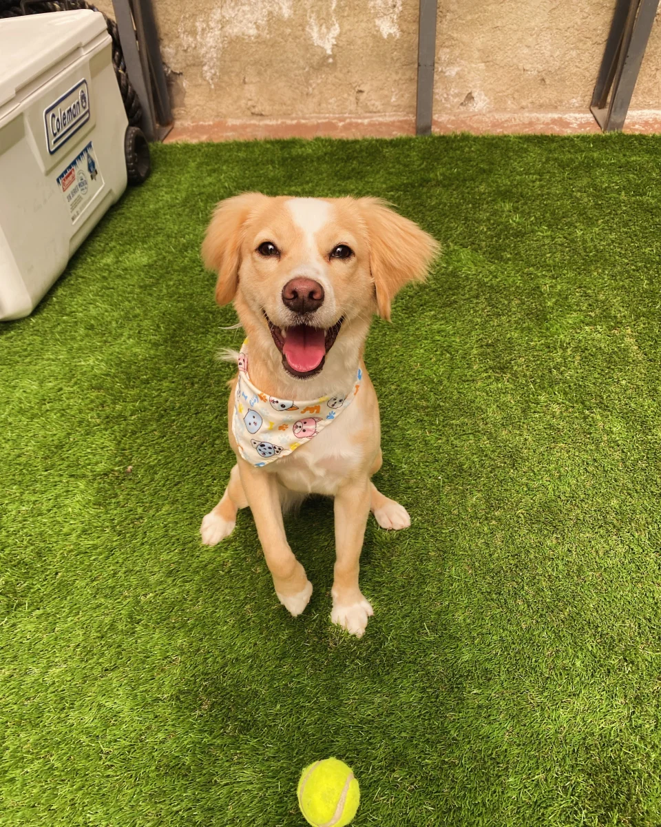Foto de Bella con microchip 990000014779656