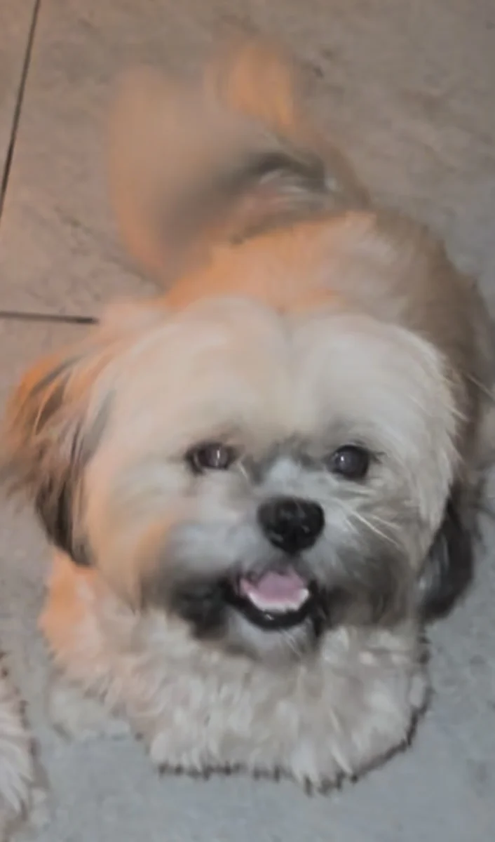 Foto de Lily con microchip 990000014781827