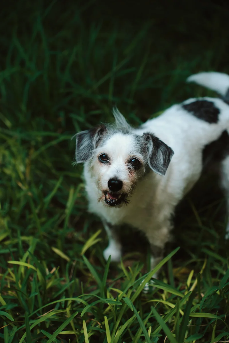 Foto de MATILDA con microchip 990000014781200