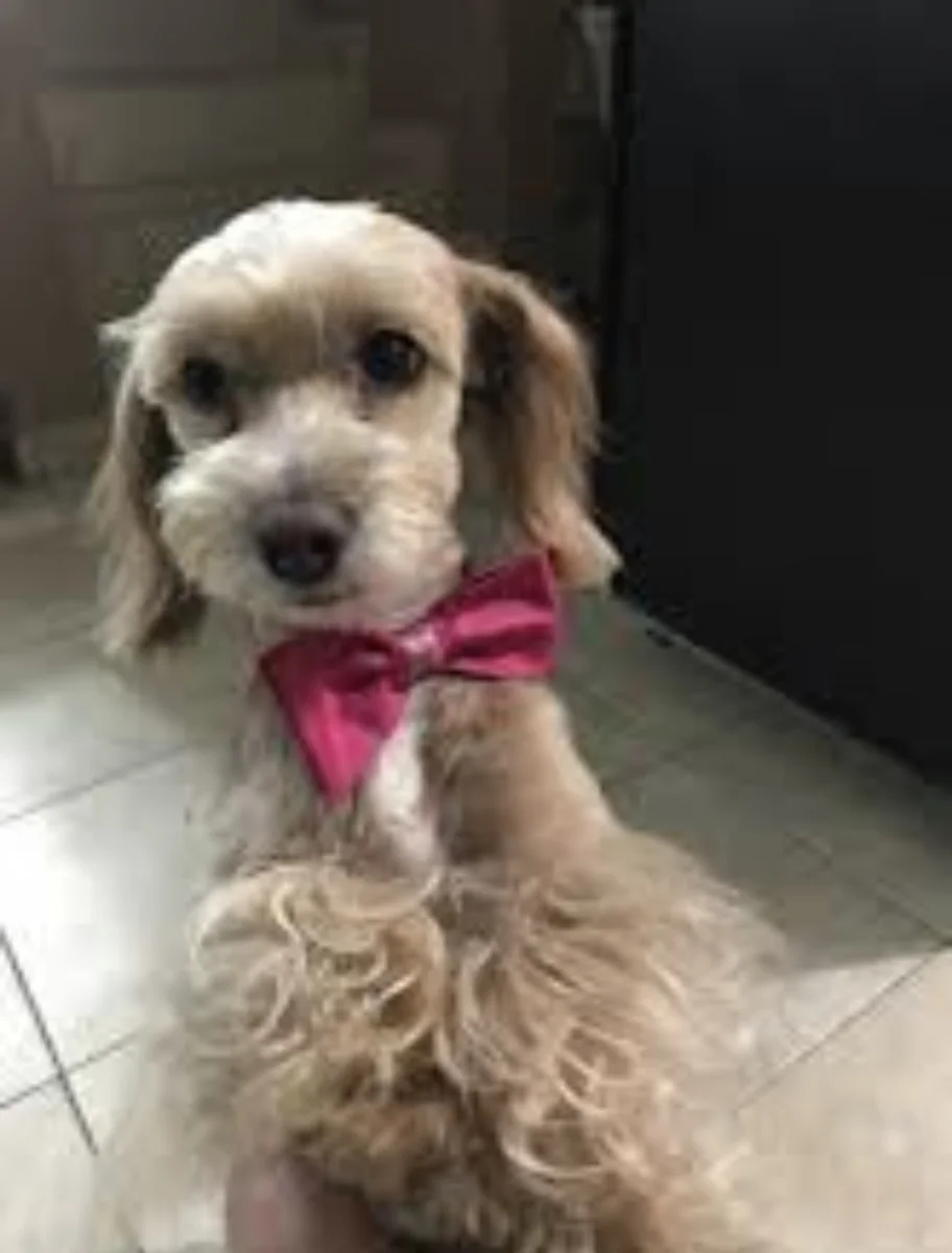 Foto de Nala con microchip 990000014776318