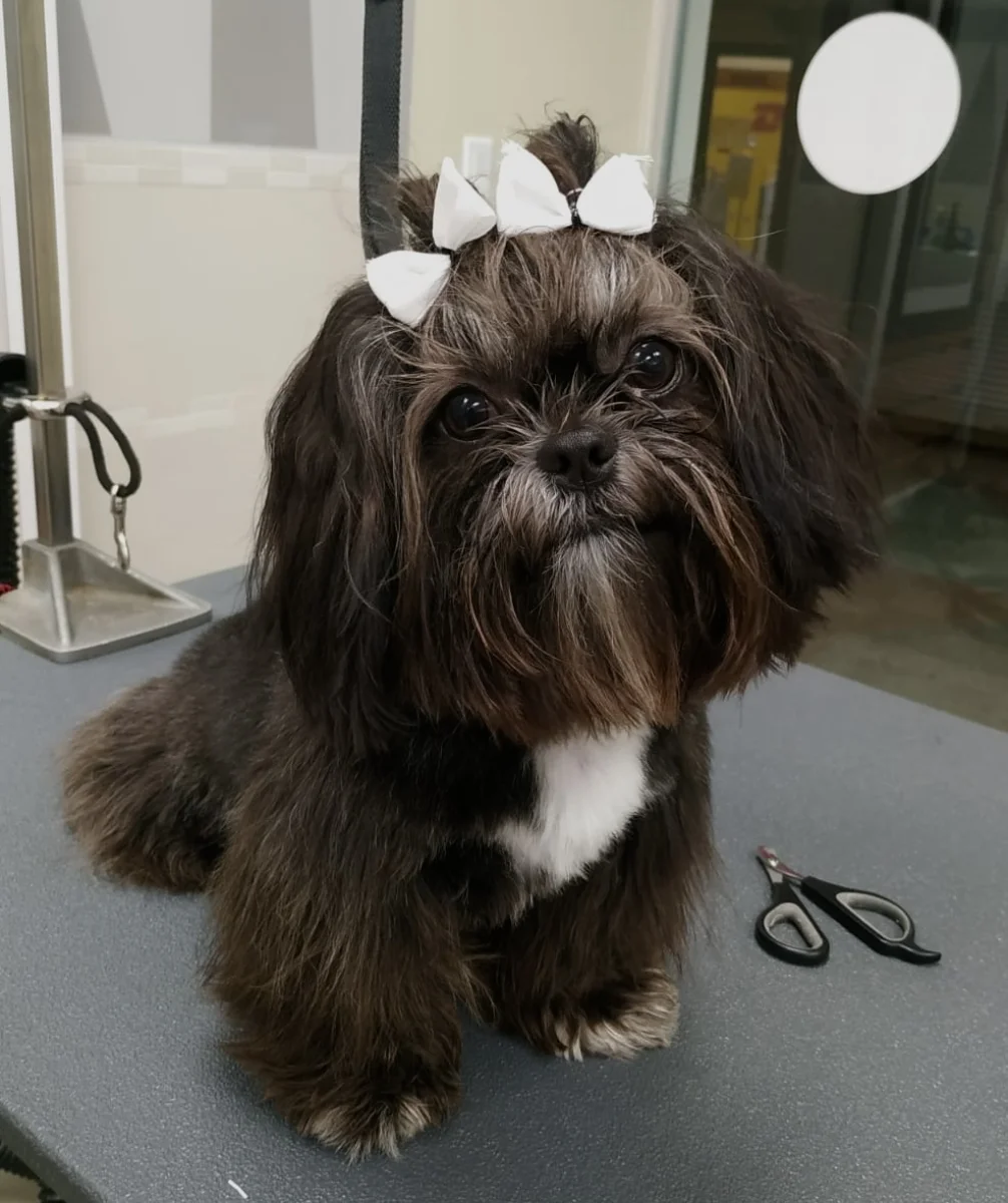 Foto de Molly con microchip 990000014540134