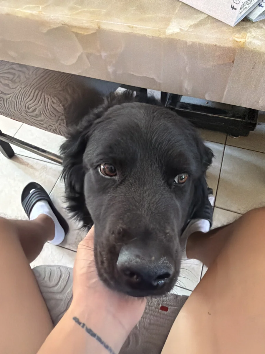 Foto de Willy con microchip 990000014539616