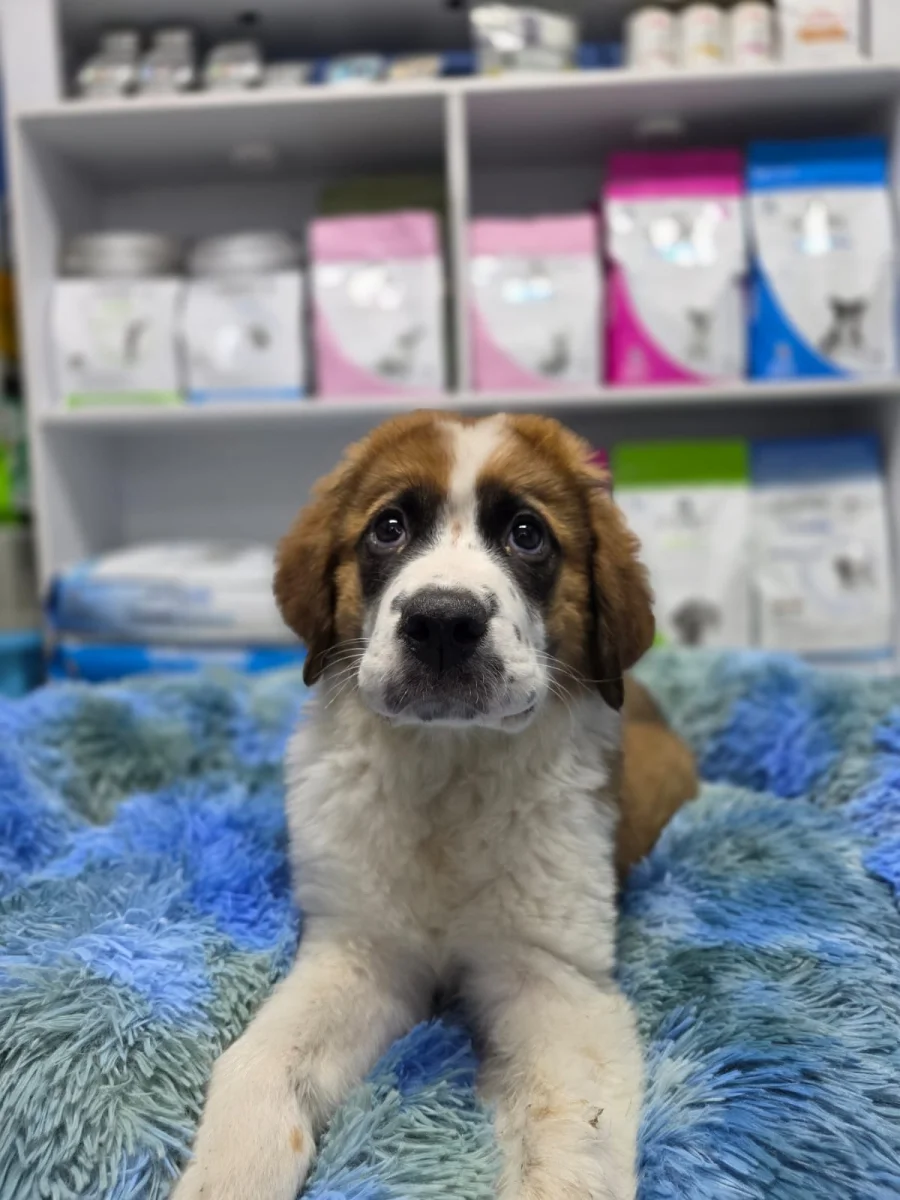 Foto de Kira con microchip 990000014776383