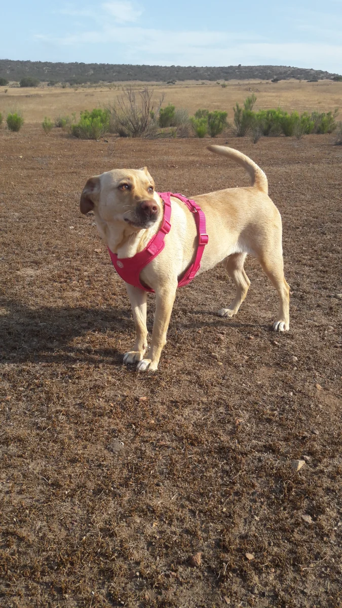 Foto de Daisy Bananas con microchip 990000012826486