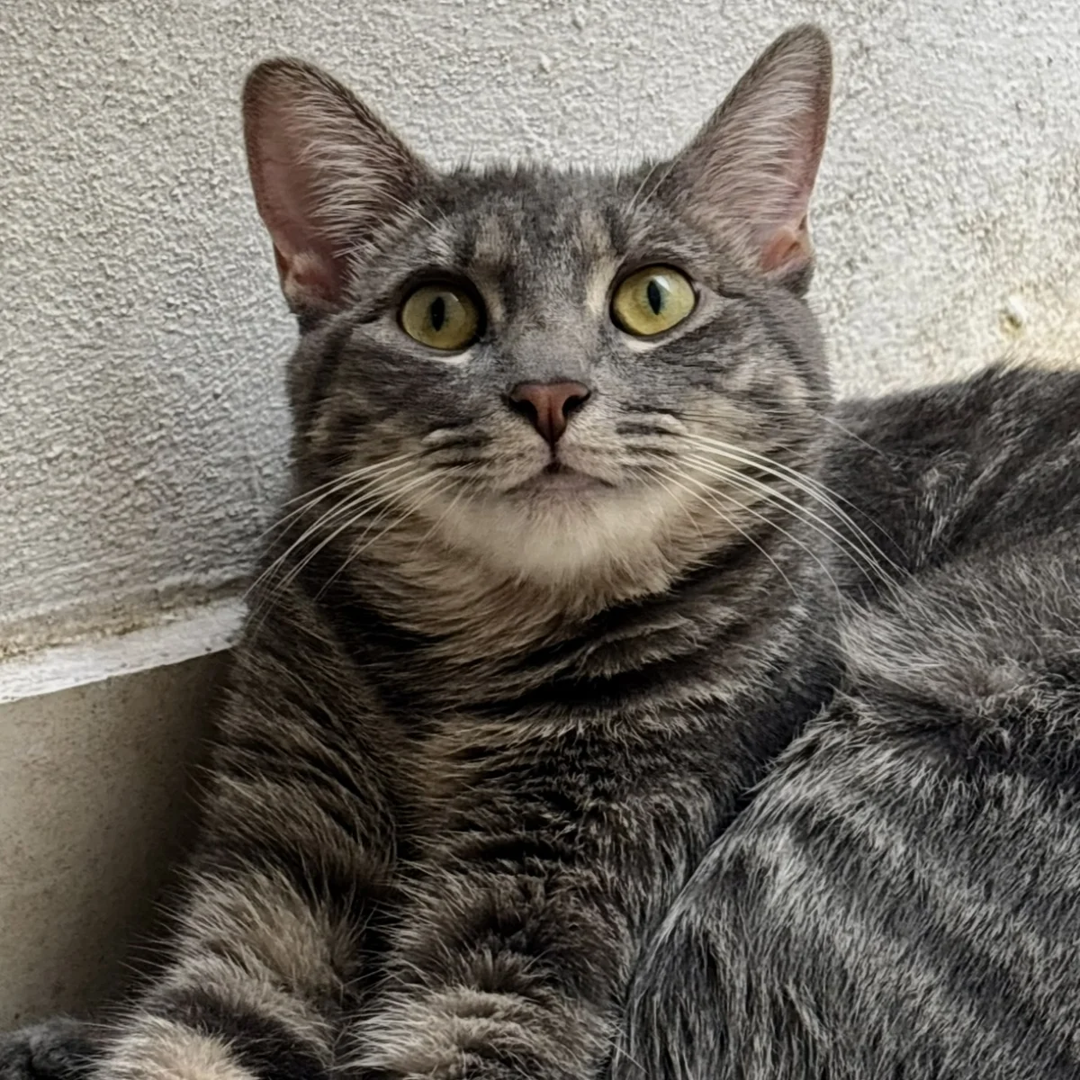 Foto de Zeus Atenea con microchip 990000014771146