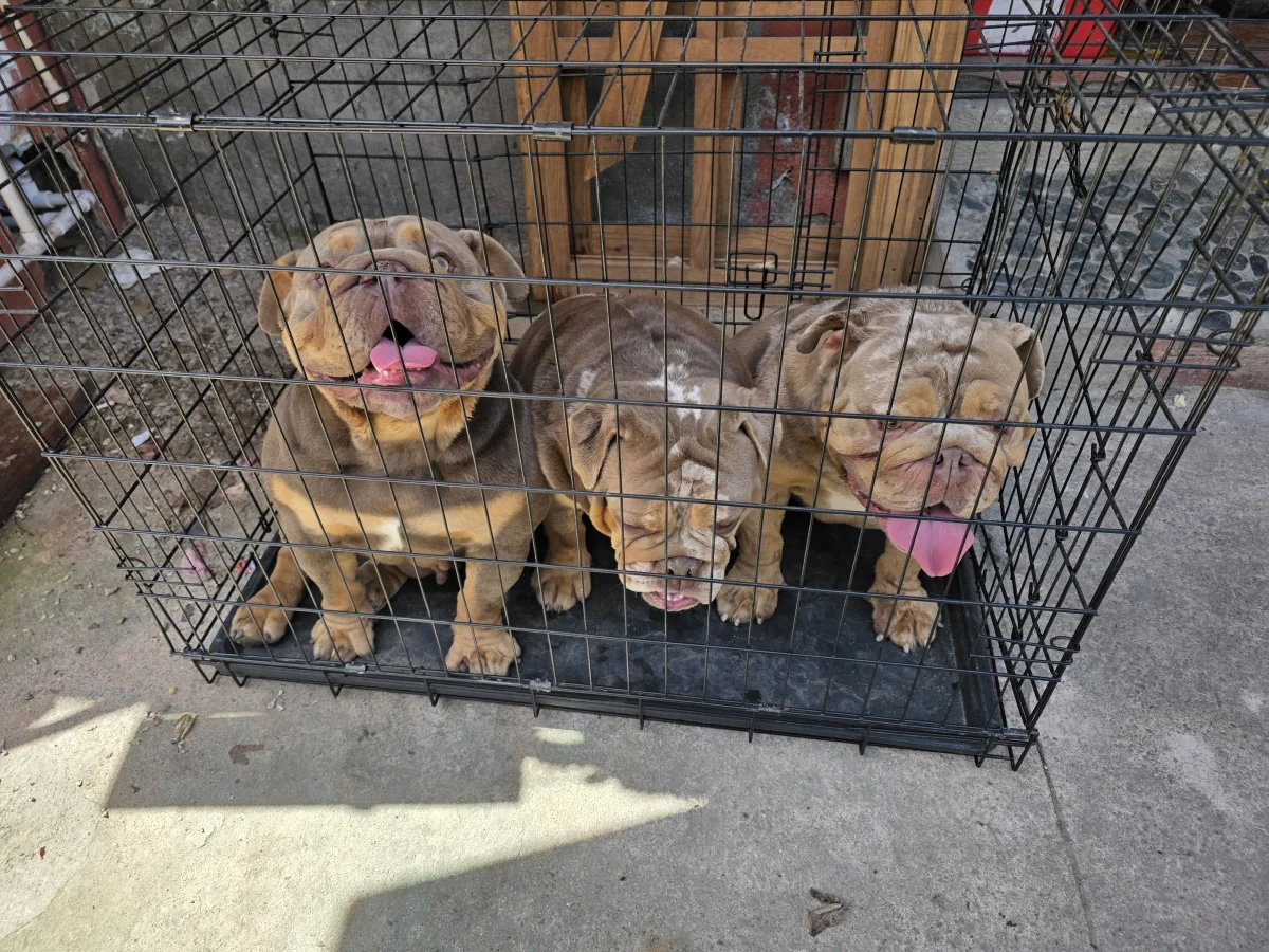 Foto de Cloe con microchip 990000014782576