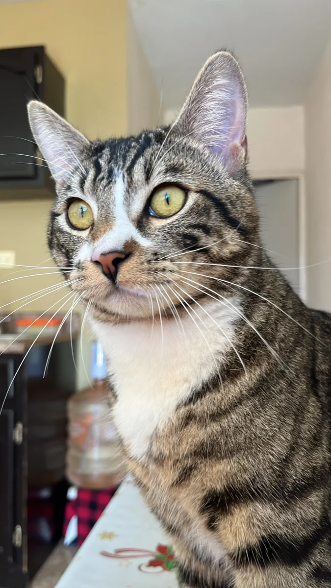 Foto de Milo con microchip 904252504110901