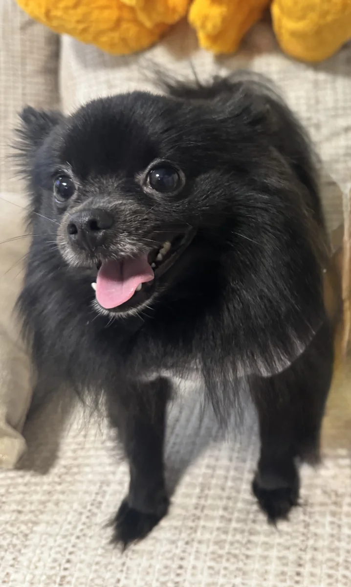 Foto de Lola con microchip 990000014540025