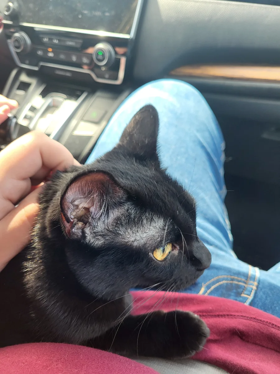 Foto de Toothless con microchip 990000014782071